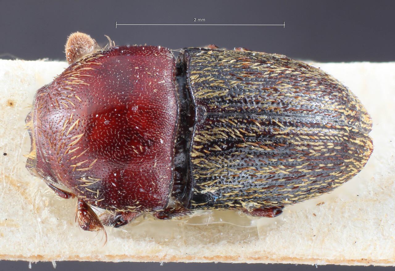 Genus / Species: Camptocerus occidentalis | Image Author: TH Atkinson | Location: Bolivia, La Paz, La Paz (department) | Image Type: lectotype | Collection: Entomology