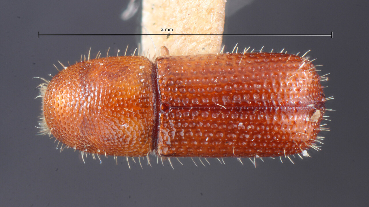 Genus / Species: Cyrtogenius luteus | Image Author: TH Atkinson | Location: Phillipines, Luzon, Baguiao | Image Type: holotype | Collection: Entomology