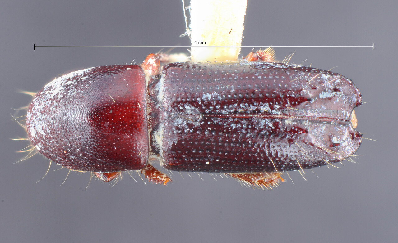 Genus / Species: Debus emarginatus | Image Author: TH Atkinson | Location: Indonesia, Java, Mount Salak | Image Type: holotype | Collection: Entomology