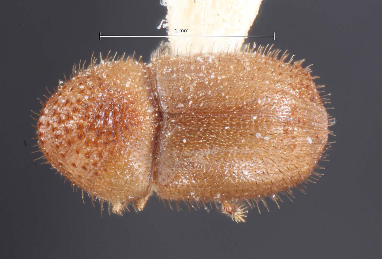 Genus / Species: Cryphalus obesus | Image Author: TH Atkinson | Location: Phillipines, Mindanao, Pagbilao | Image Type: holotype | Collection: Entomology