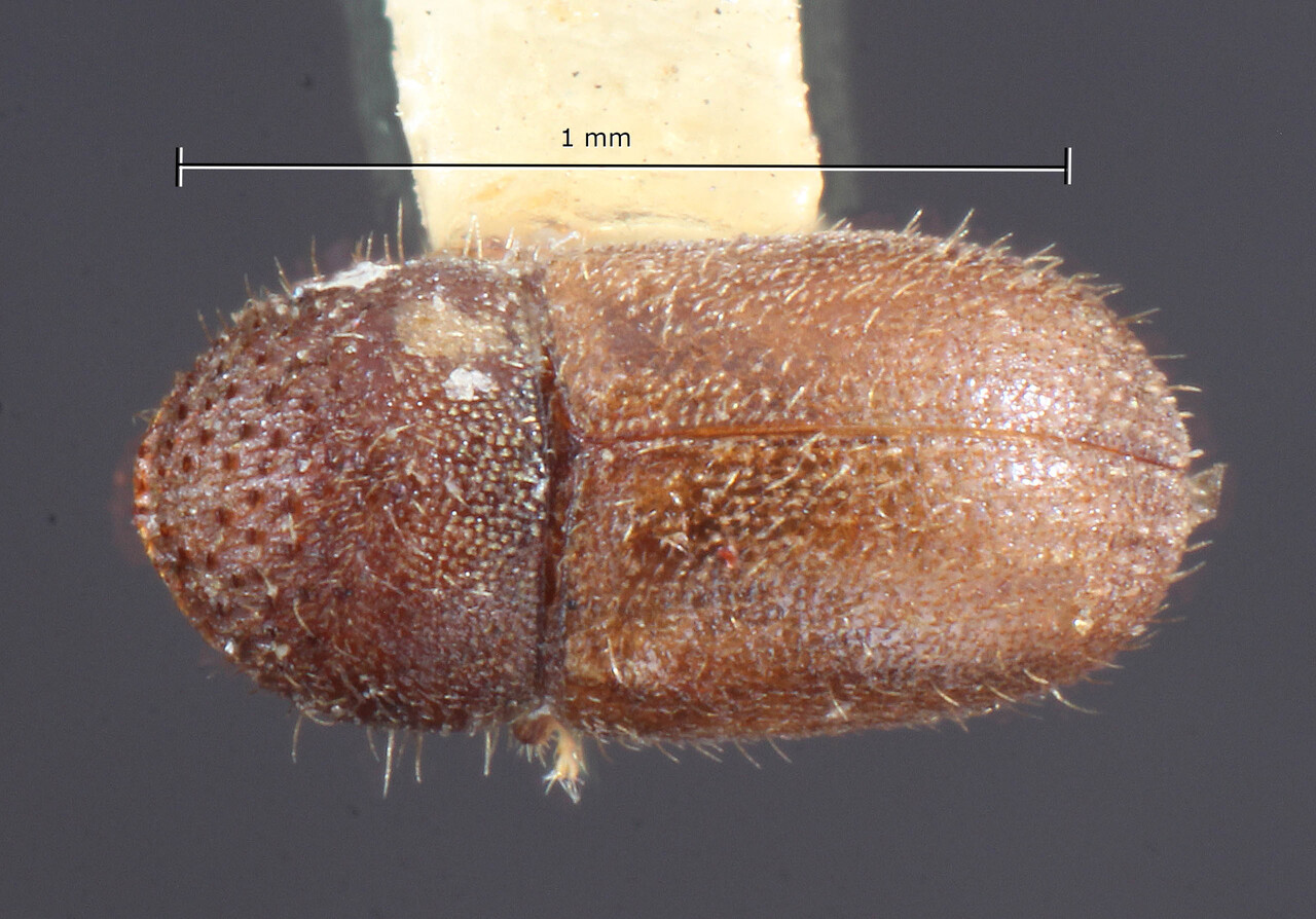 Genus / Species: Cryphalus sylvicola | Image Author: TH Atkinson | Location: United States, Hawaii, Hilo | Image Type: holotype | Collection: Entomology