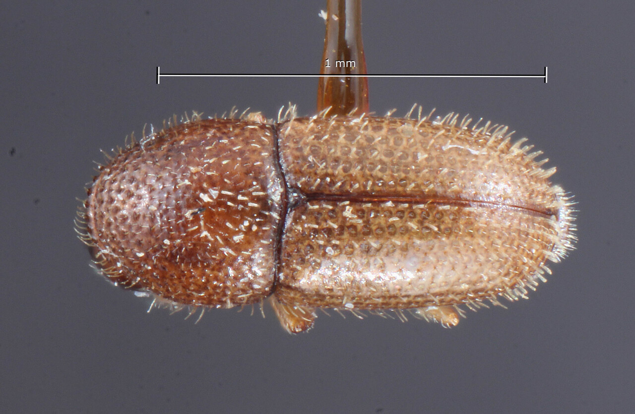 Genus / Species: Cosmoderes frontalis | Image Author: TH Atkinson | Location: Caroline Islands, Palau, Aurapushekaru Island | Image Type: holotype | Collection: Entomology