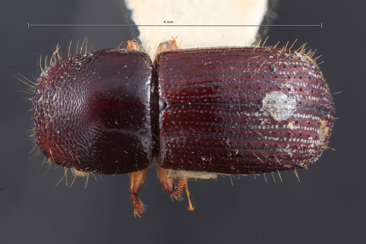 Genus / Species: Euwallacea streblicola | Image Author: TH Atkinson | Location: Phillipines, Luzon, Paglibao, Tayabas | Image Type: holotype | Collection: Entomology