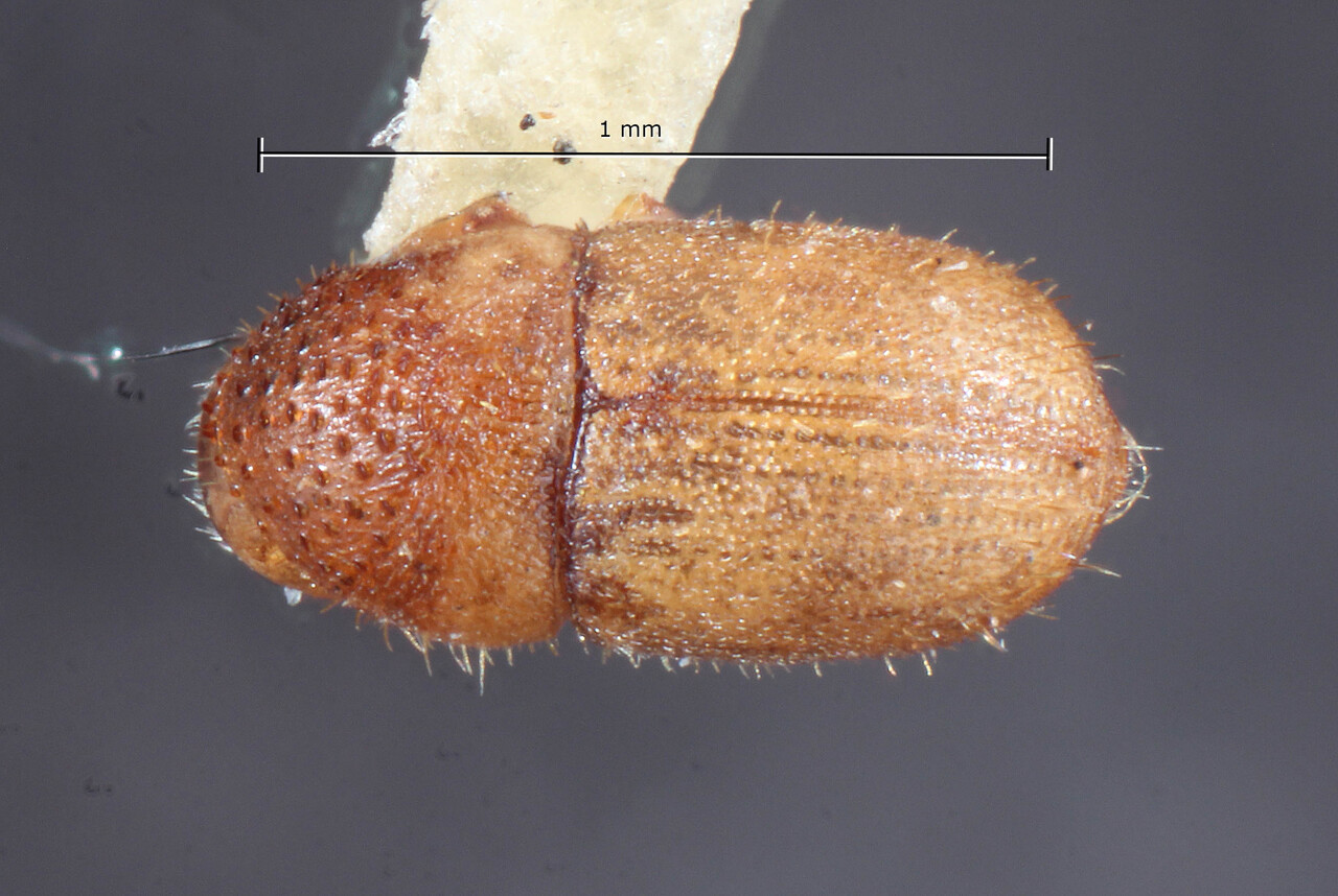 Genus / Species: Cryphalus obscurus | Image Author: TH Atkinson | Location: Phillipines, Mindoro, Mindoro, Calapan | Image Type: holotype | Collection: Entomology