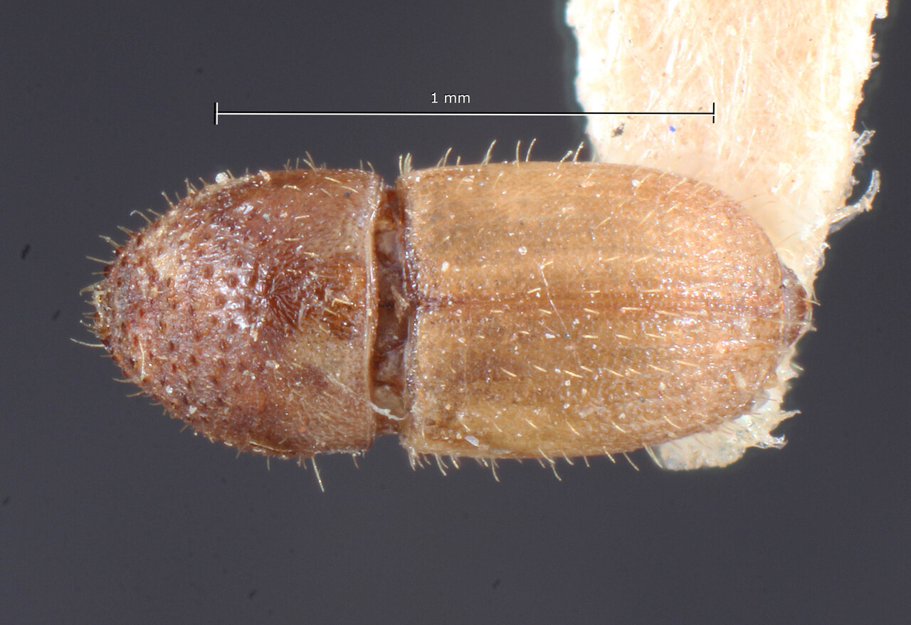 Genus / Species: Cryphalus striatus | Image Author: TH Atkinson | Location: Phillipines, Mindoro, Calapan | Image Type: holotype | Collection: Entomology
