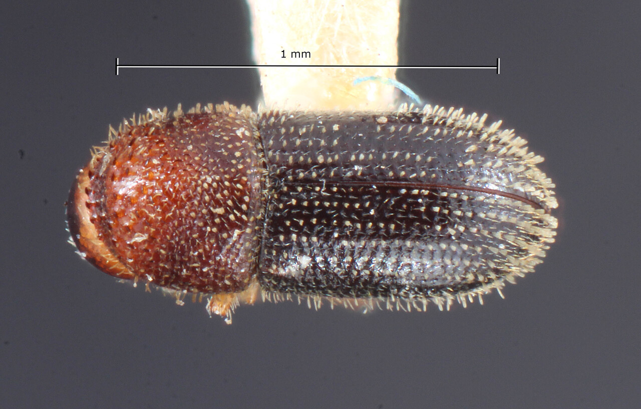 Genus / Species: Hypothenemus dolichocola | Image Author: TH Atkinson | Location: China, Guangdong, Guangzhou | Image Type: holotype | Collection: Entomology