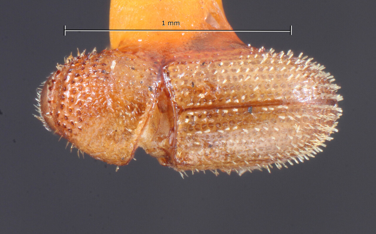 Genus / Species: Hypothenemus flavus | Image Author: TH Atkinson | Location: Indonesia, Java, Java | Image Type: holotype | Collection: Entomology