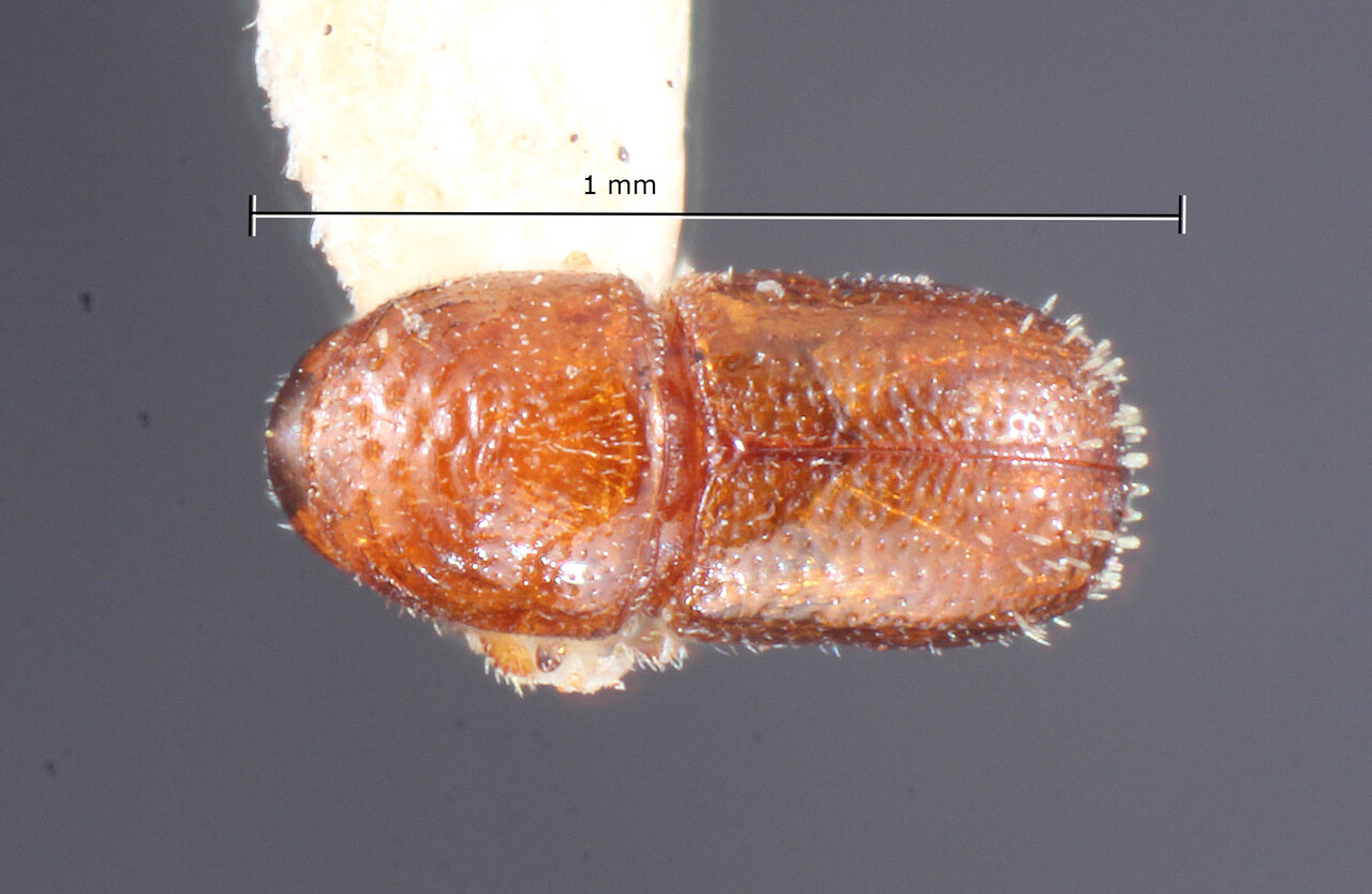 Genus / Species: Eidophelus parvus | Image Author: TH Atkinson | Location: Phillipines, Mindoro, Calapan | Image Type: holotype | Collection: Entomology