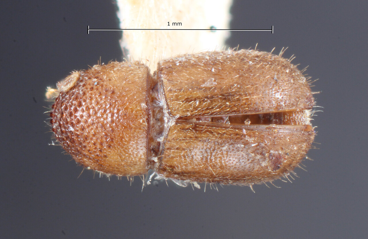 Genus / Species: Cryphalus confusus | Image Author: TH Atkinson | Location: Phillipines, Luzon, Pagbilao | Image Type: holotype | Collection: Entomology