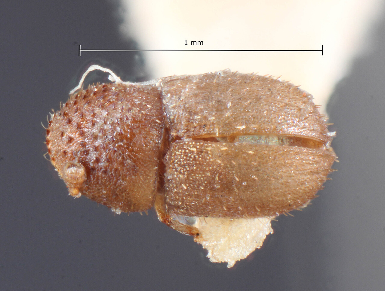 Genus / Species: Cryphalus erythrinae | Image Author: TH Atkinson | Location: Phillipines, Mindoro, Calapan | Image Type: holotype | Collection: Entomology