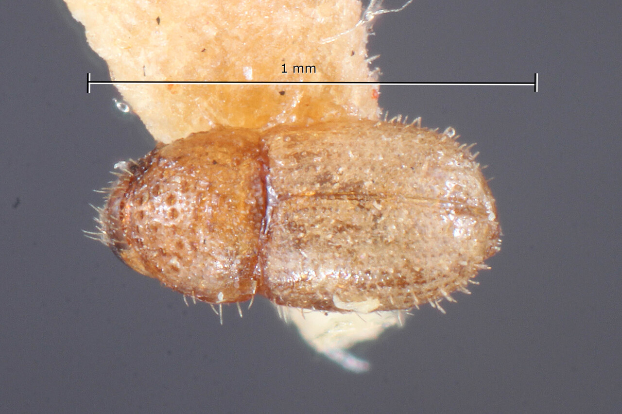 Genus / Species: Cryphalus minutus | Image Author: TH Atkinson | Location: Phillipines, Luzon, Pagbilao | Image Type: holotype | Collection: Entomology