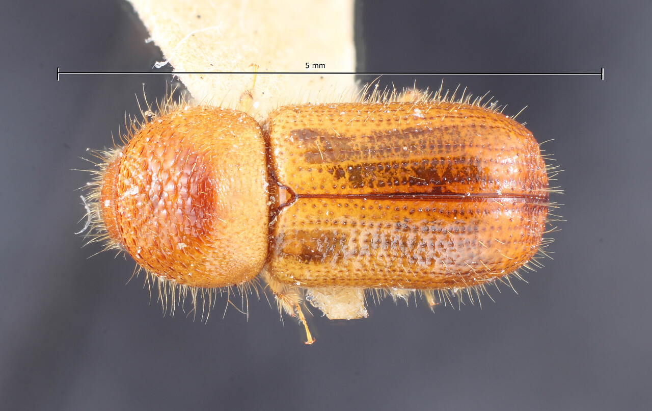 Genus / Species: Dryocoetiops laevis | Image Author: TH Atkinson | Location: Phillipines, Luzon, Pagbilao | Image Type: holotype | Collection: Entomology