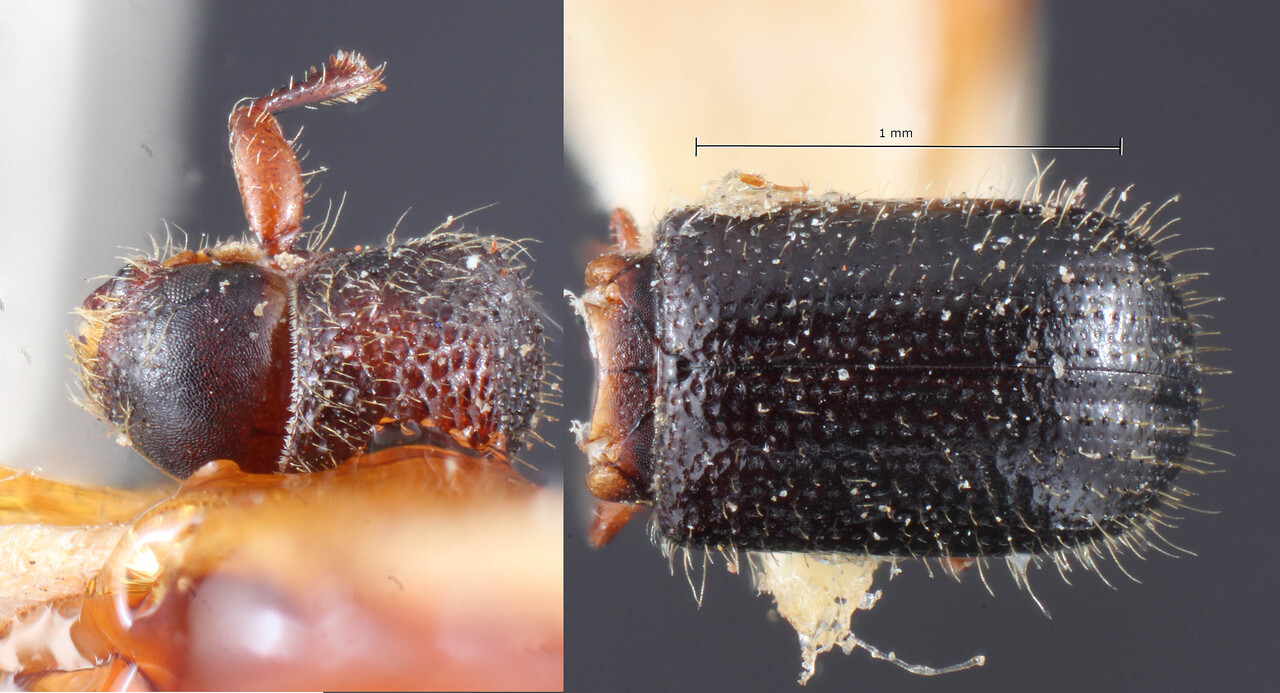Genus / Species: Ozopemon parinarii | Image Author: TH Atkinson | Location: Phillipines, Mindoro, Calapan | Image Type: holotype | Collection: Entomology