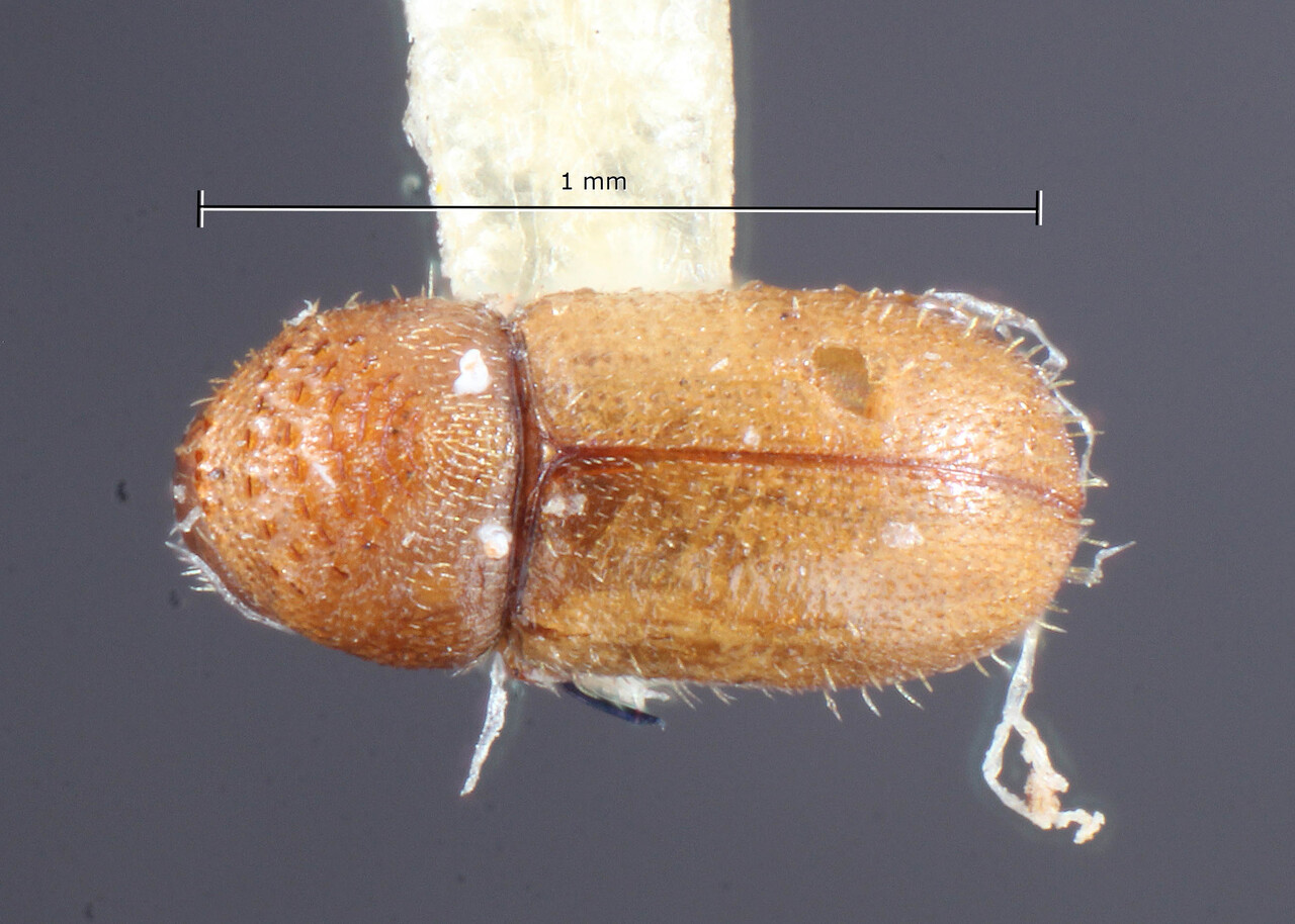 Genus / Species: Cryphalus pini | Image Author: TH Atkinson | Location: Phillipines, Luzon, Baguio | Image Type: holotype | Collection: Entomology