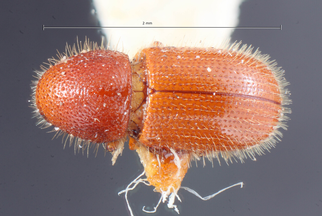 Genus / Species: Coccotrypes dactyliperda | Image Author: TH Atkinson | Location: United States, District of Columbia, Washington | Image Type: holotype | Collection: Entomology
