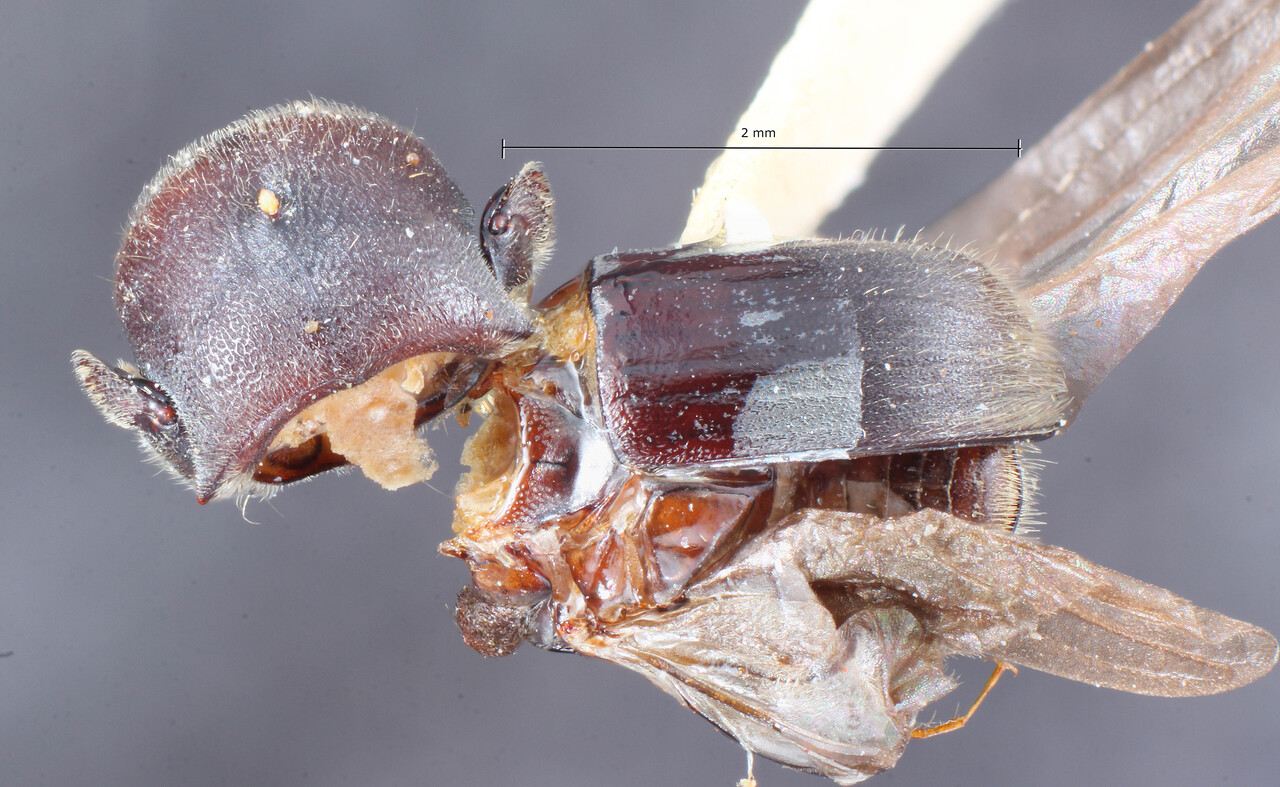 Genus / Species: Scolytoplatypus luzonicus | Image Author: TH Atkinson | Location: Phillipines, Luzon, Benguet | Image Type: holotype | Collection: Entomology