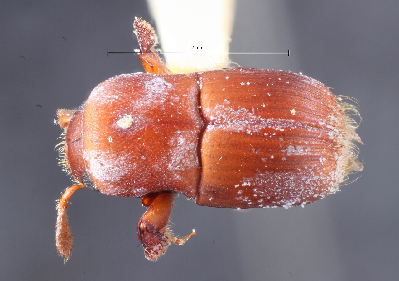 Genus / Species: Scolytoplatypus brahma | Image Author: TH Atkinson | Location: Indonesia, Java, Buitenzorg | Image Type: holotype | Collection: Entomology