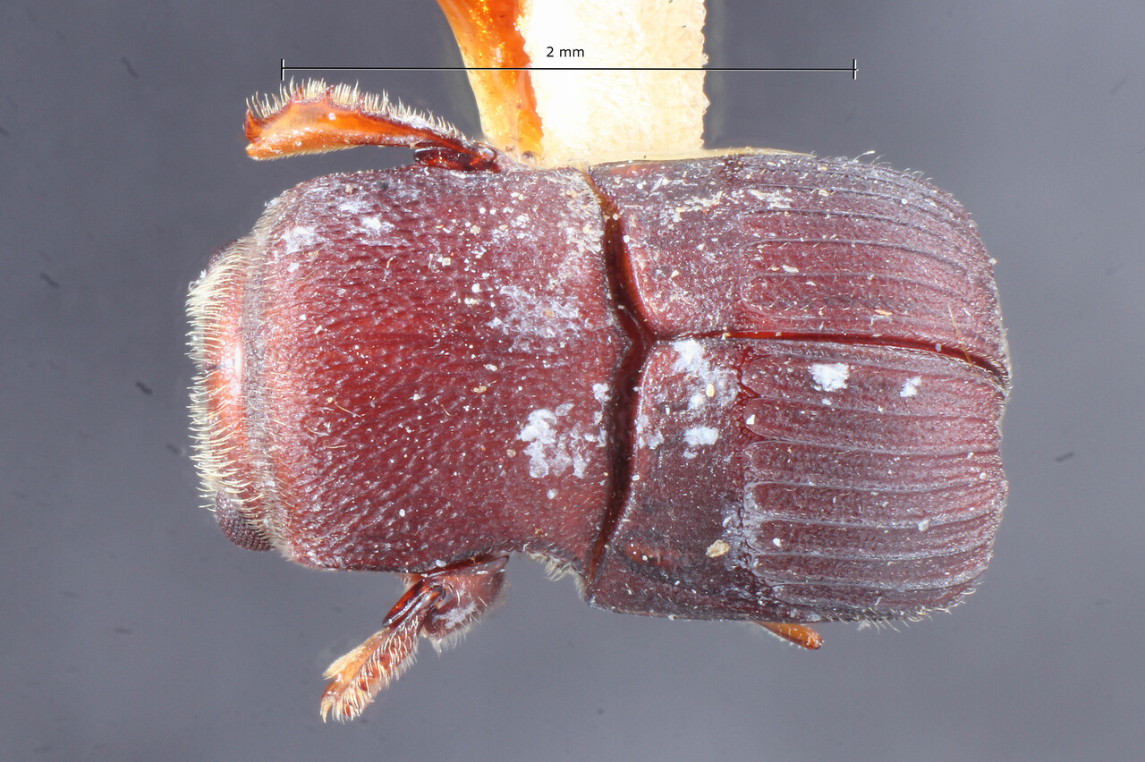 Genus / Species: Scolytoplatypus macgregori | Image Author: TH Atkinson | Location: Phillipines, Mindoro, Port Calera | Image Type: holotype | Collection: Entomology