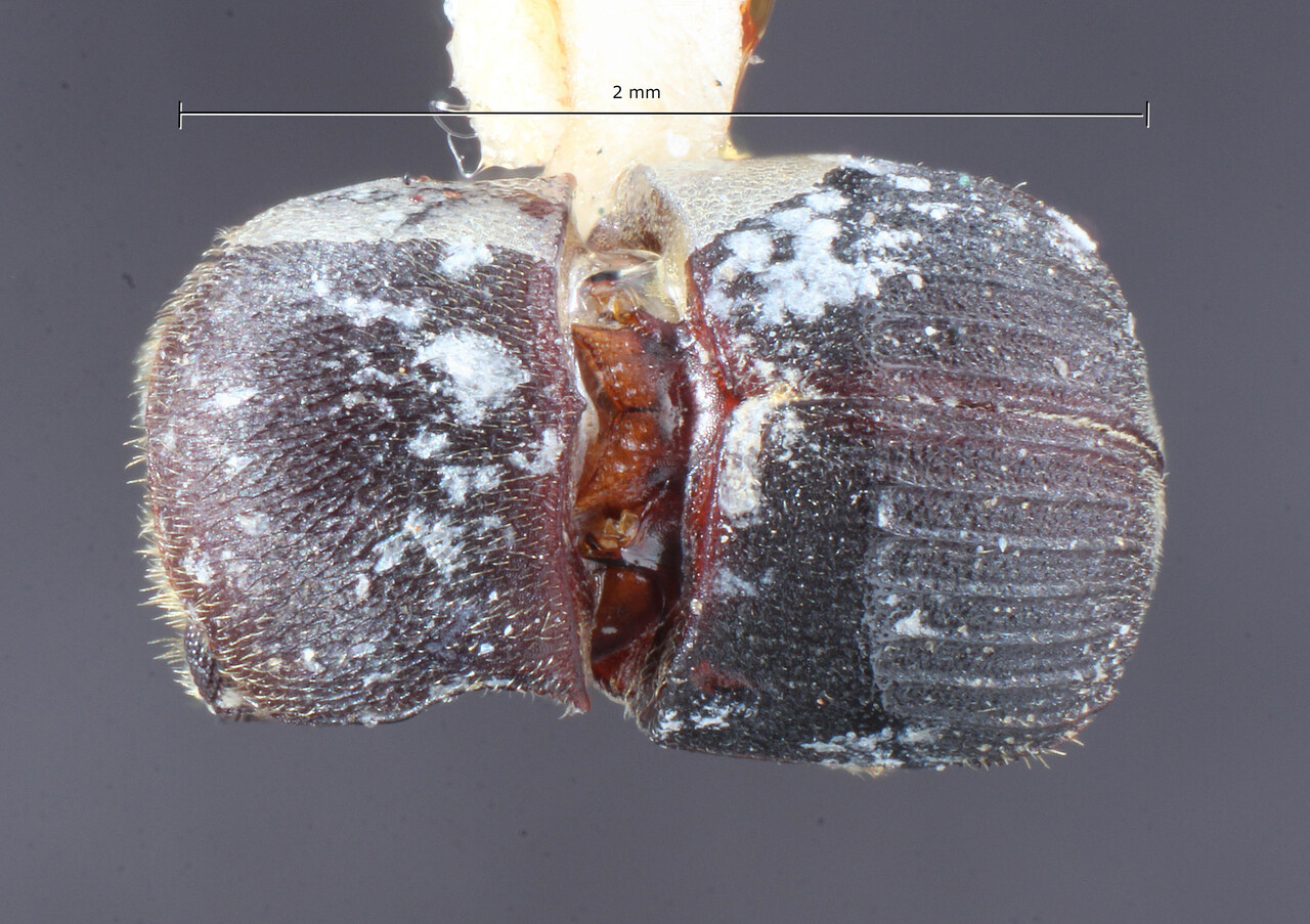 Genus / Species: Scolytoplatypus javanus | Image Author: TH Atkinson | Location: Phillipines, Luzon, Banahao | Image Type: holotype | Collection: Entomology