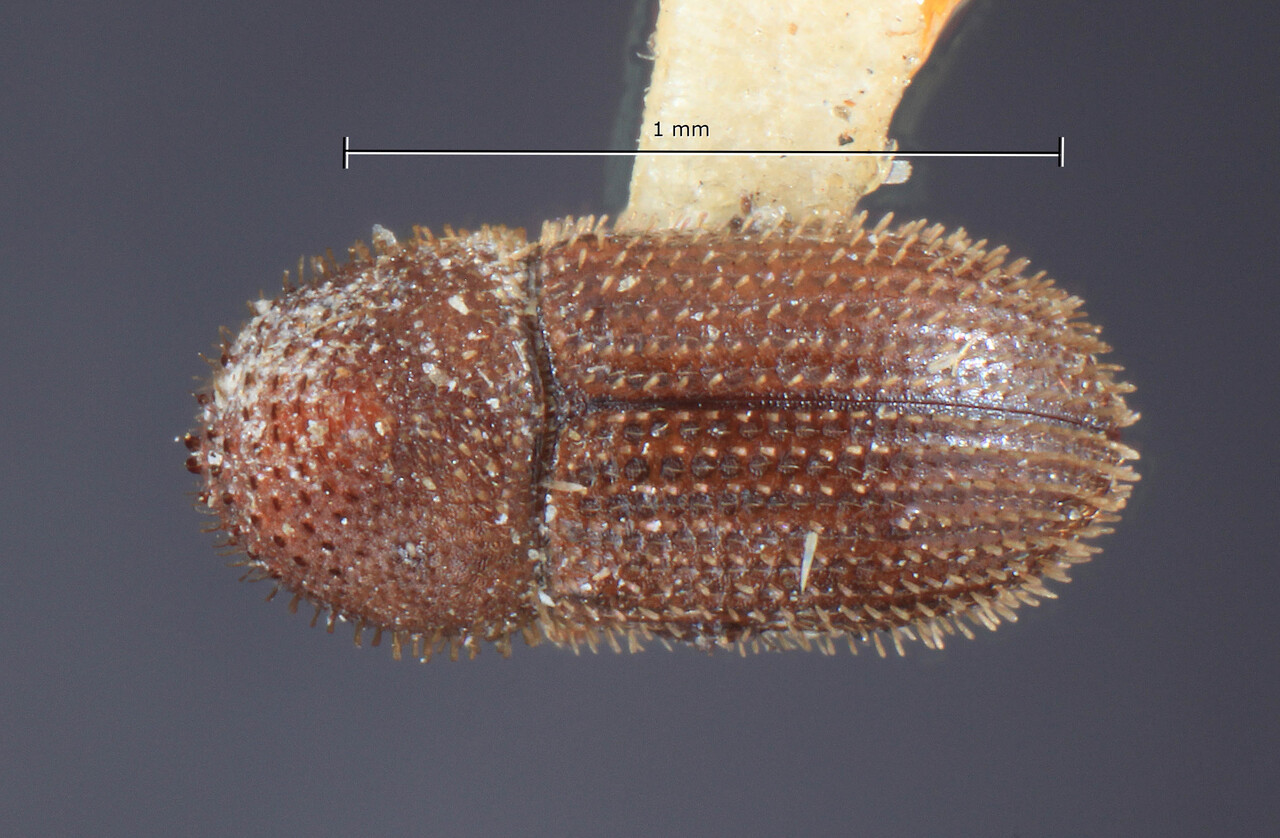 Genus / Species: Hypothenemus obscurus | Image Author: TH Atkinson | Location: Trinidad and Tobago, Trinidad, Trinidad (island) | Image Type: holotype | Collection: Entomology
