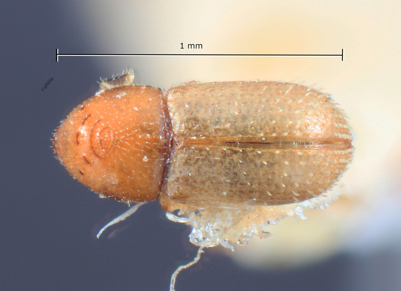 Genus / Species: Ernoporus melodori | Image Author: TH Atkinson | Location: Phillipines, Mindoro, Calapan | Image Type: holotype | Collection: Entomology