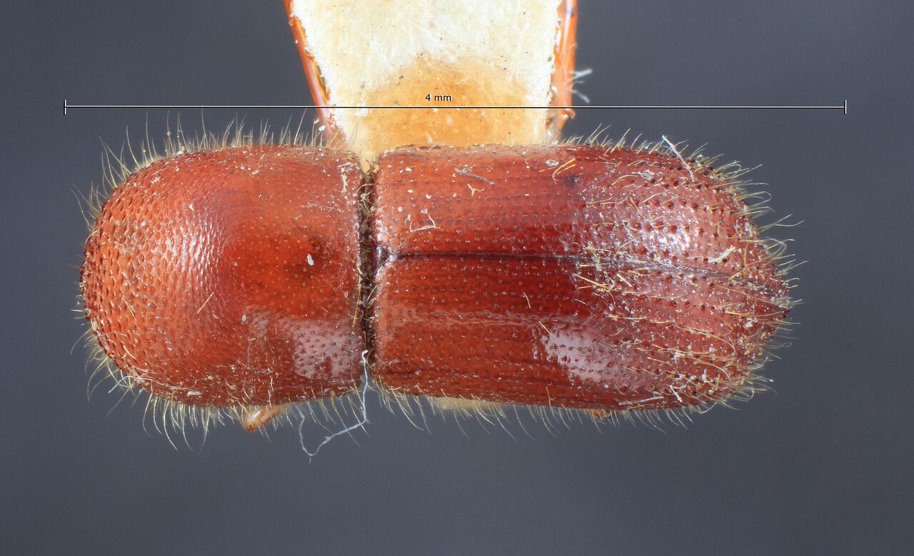 Genus / Species: Terminalinus terminaliae | Image Author: TH Atkinson | Location: Phillipines, Luzon, Pagbilao | Image Type: holotype | Collection: Entomology