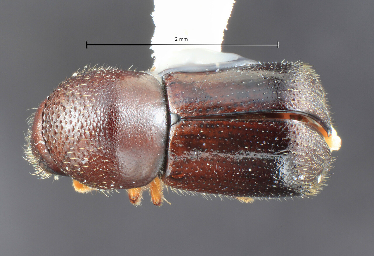 Genus / Species: Amasa knizeki | Image Author: TH Atkinson | Location: Papua New Guinea, Chimbu, Mu | Image Type: holotype | Collection: Entomology