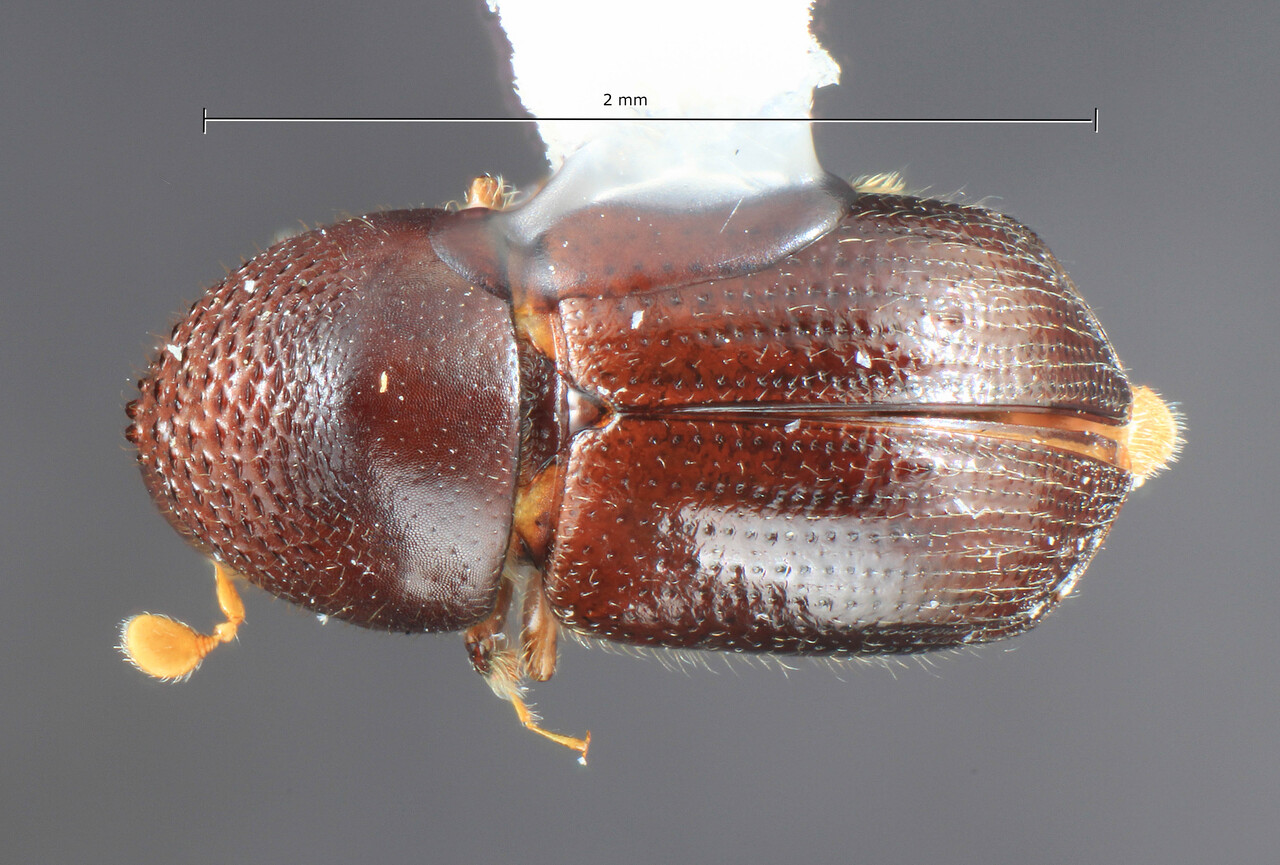 Genus / Species: Diuncus niger | Image Author: TH Atkinson | Location: Papua New Guinea, Chimbu, Mu | Image Type: holotype | Collection: Entomology