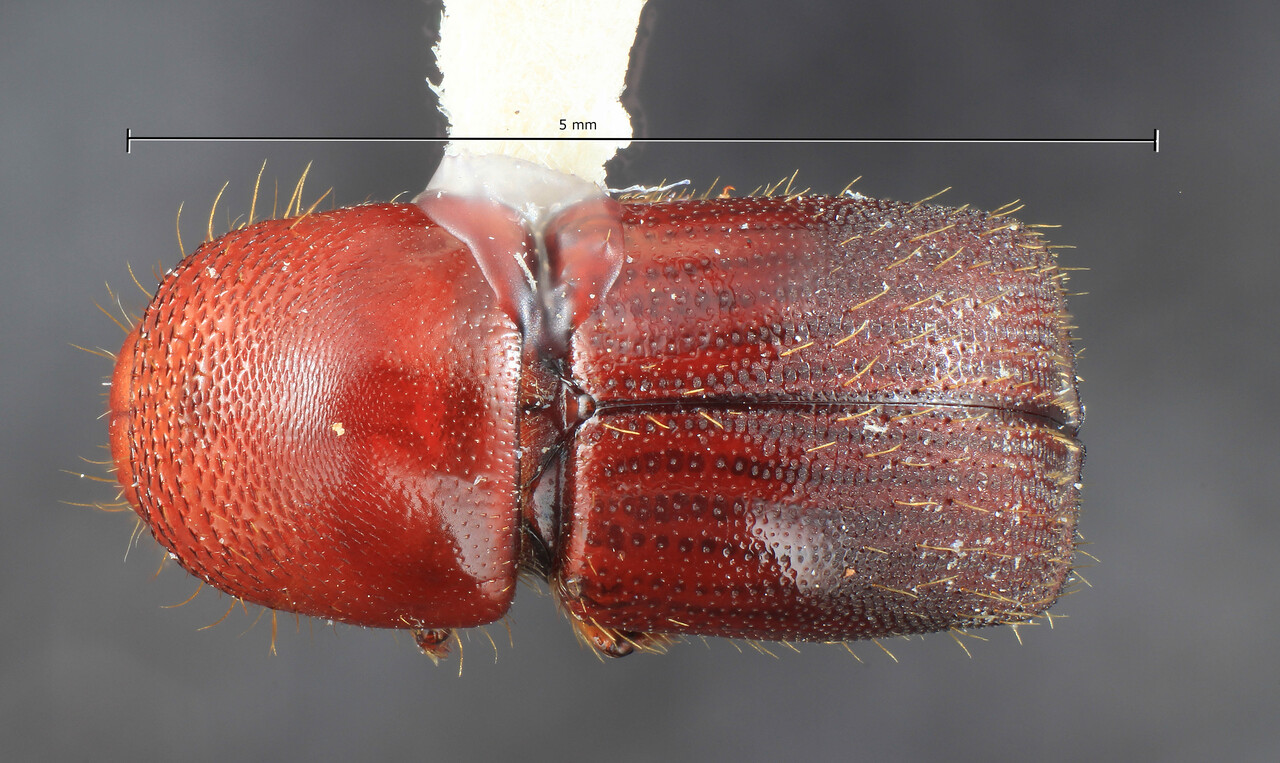Genus / Species: Beaverium rugipunctus | Image Author: TH Atkinson | Location: Papua New Guinea, Oro, Kanga | Image Type: holotype | Collection: Entomology