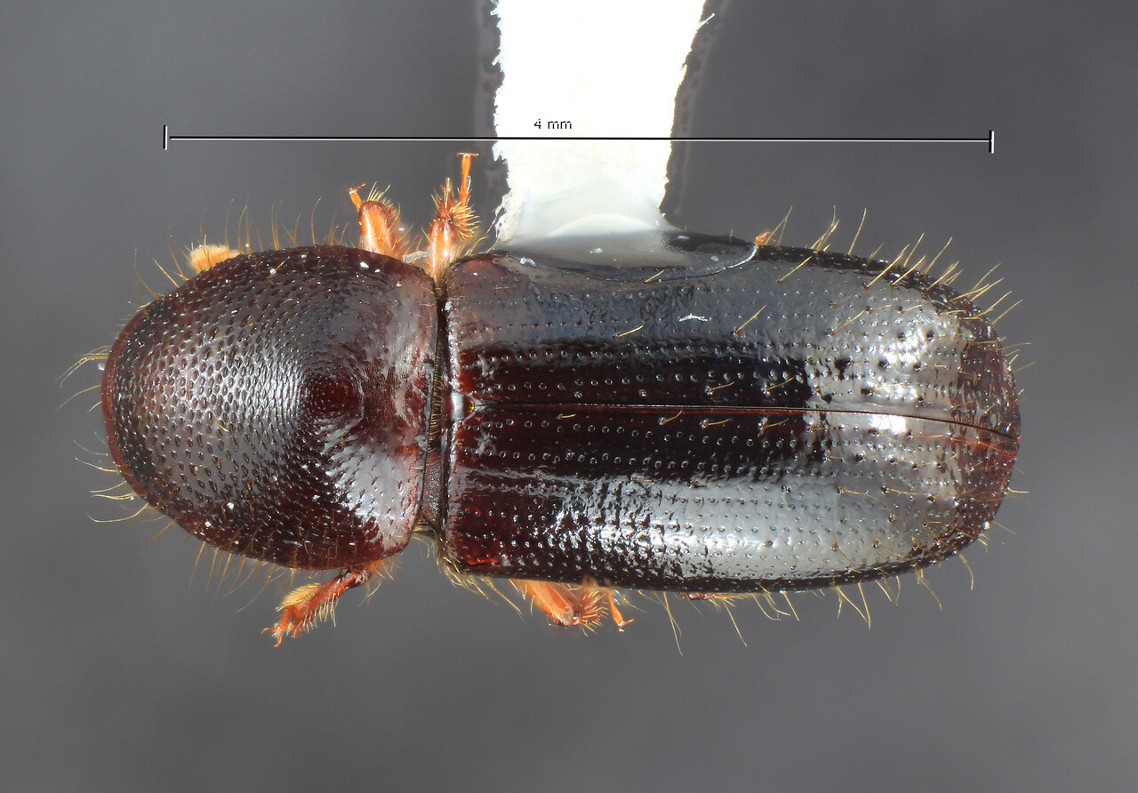 Genus / Species: Euwallacea andreae | Image Author: TH Atkinson | Location: Papua New Guinea, Chimbu, Mu | Image Type: holotype | Collection: Entomology