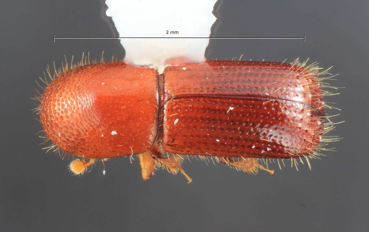 Genus / Species: Xyleborus devexipennis | Image Author: TH Atkinson | Location: Papua New Guinea, West Sepik, Utai | Image Type: holotype | Collection: Entomology