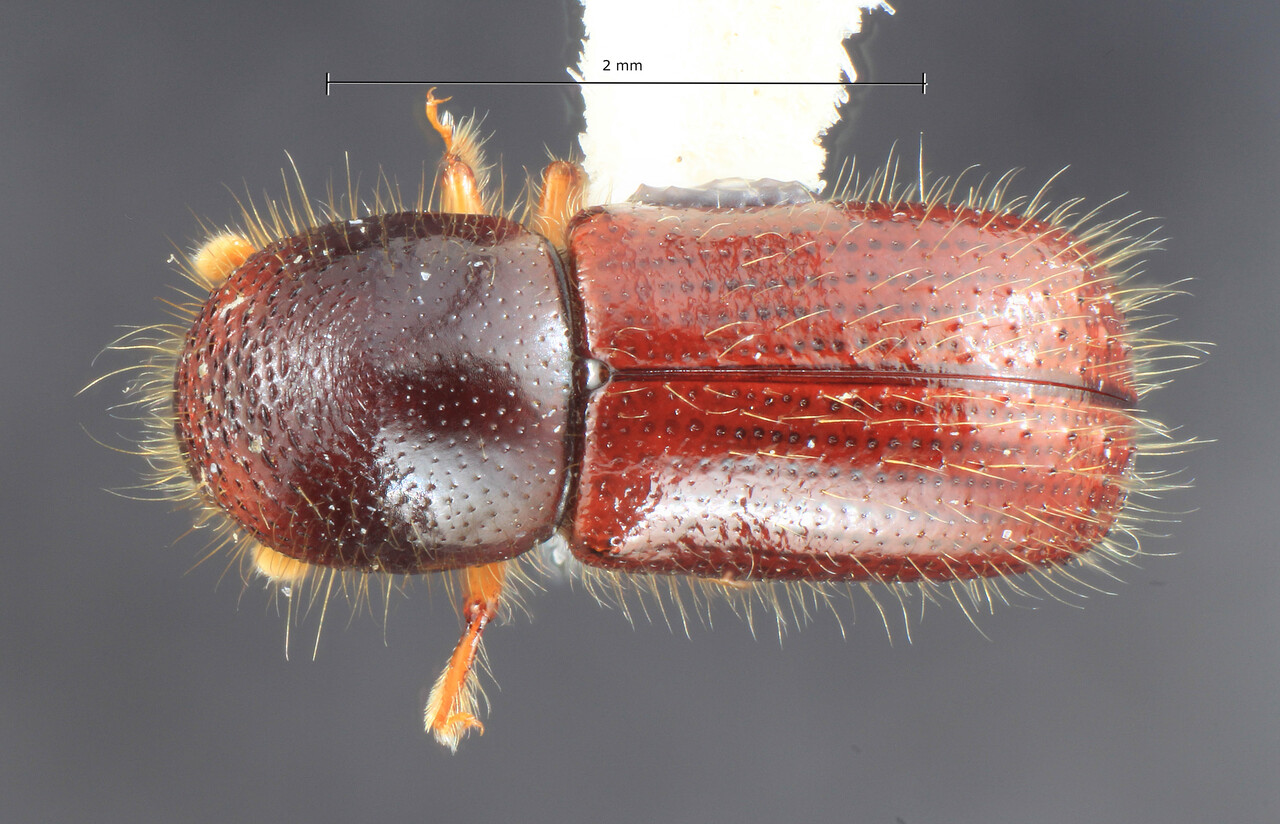 Genus / Species: Ambrosiophilus mogia | Image Author: TH Atkinson | Location: Papua New Guinea, Chimbu, Mu | Image Type: holotype | Collection: Entomology