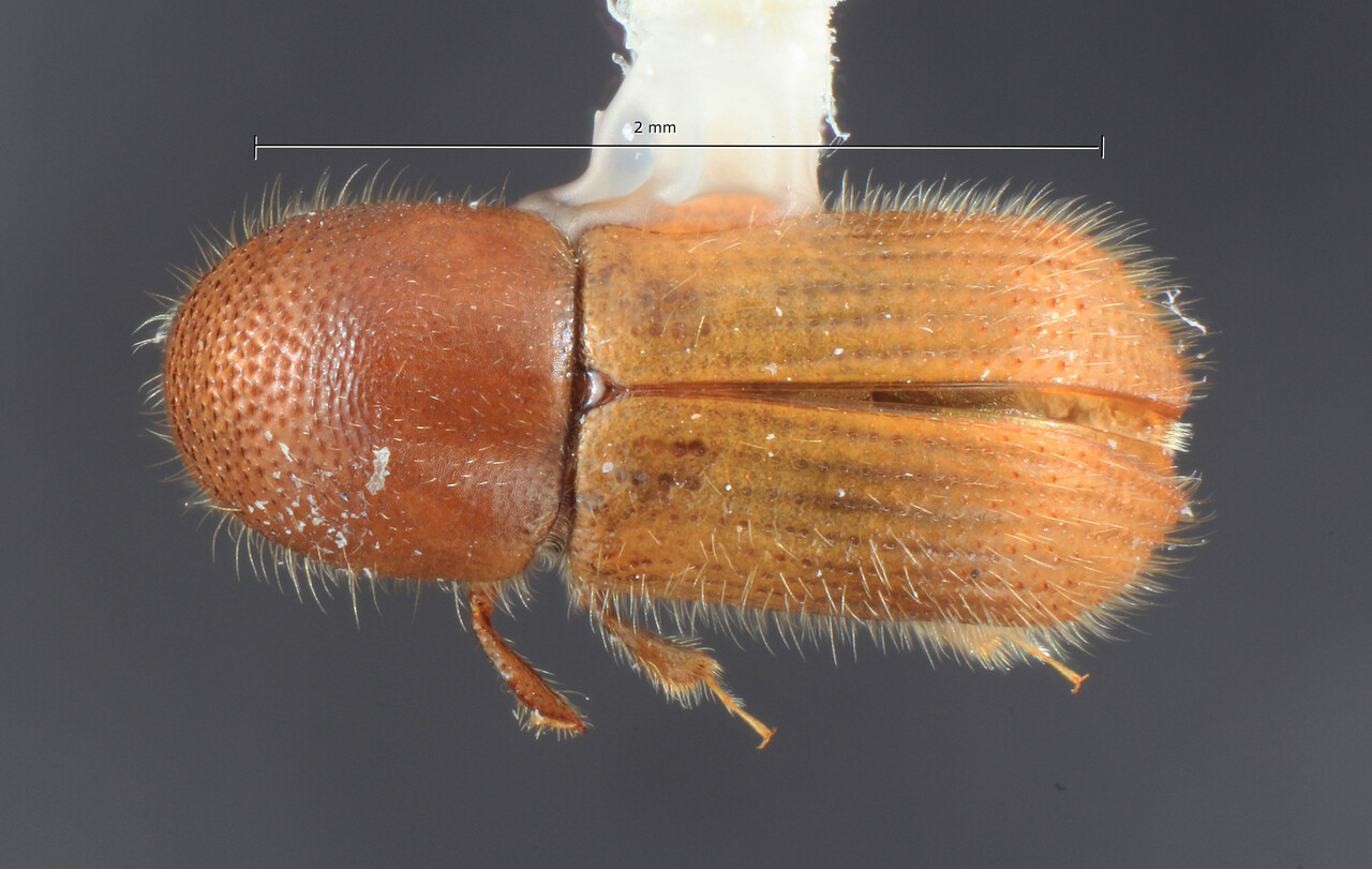 Genus / Species: Arixyleborus simplicaudus | Image Author: TH Atkinson | Location: Papua New Guinea, Chimbu, Mu | Image Type: holotype | Collection: Entomology