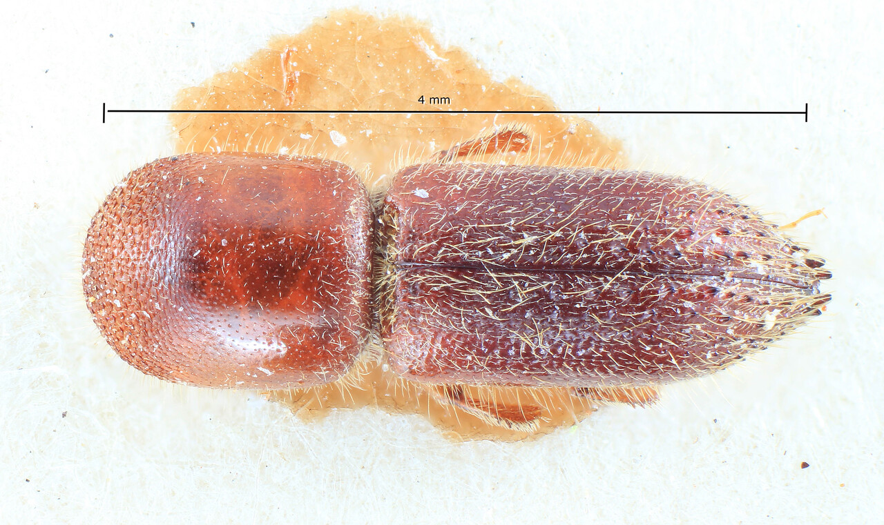 Genus / Species: Cryptoxyleborus eggersi | Image Author: TH Atkinson | Location: Phillipines, Mindanao, Kolambugan | Image Type: lectotype | Collection: Entomology