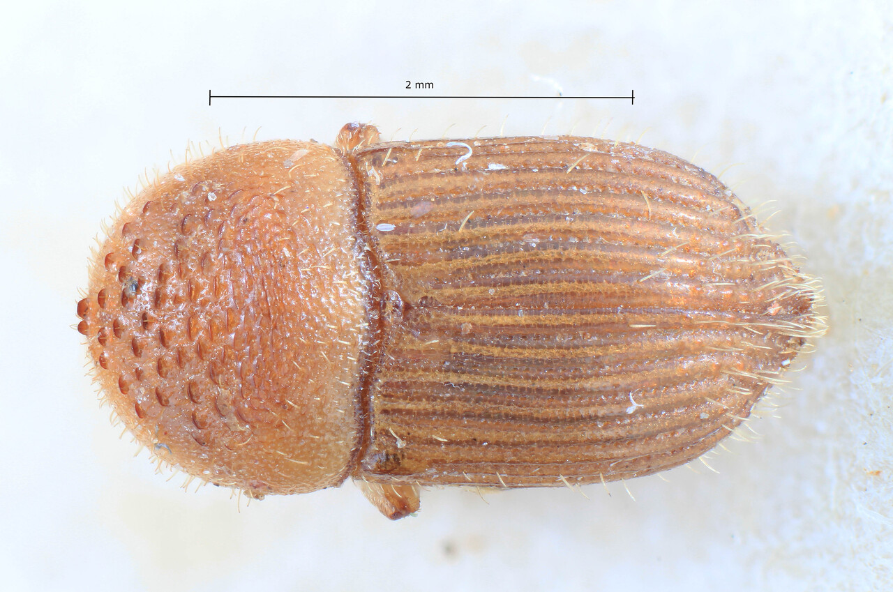 Genus / Species: Ctonoxylon montanum | Image Author: TH Atkinson | Location: Malawi, Mulange | Image Type: holotype | Collection: Entomology