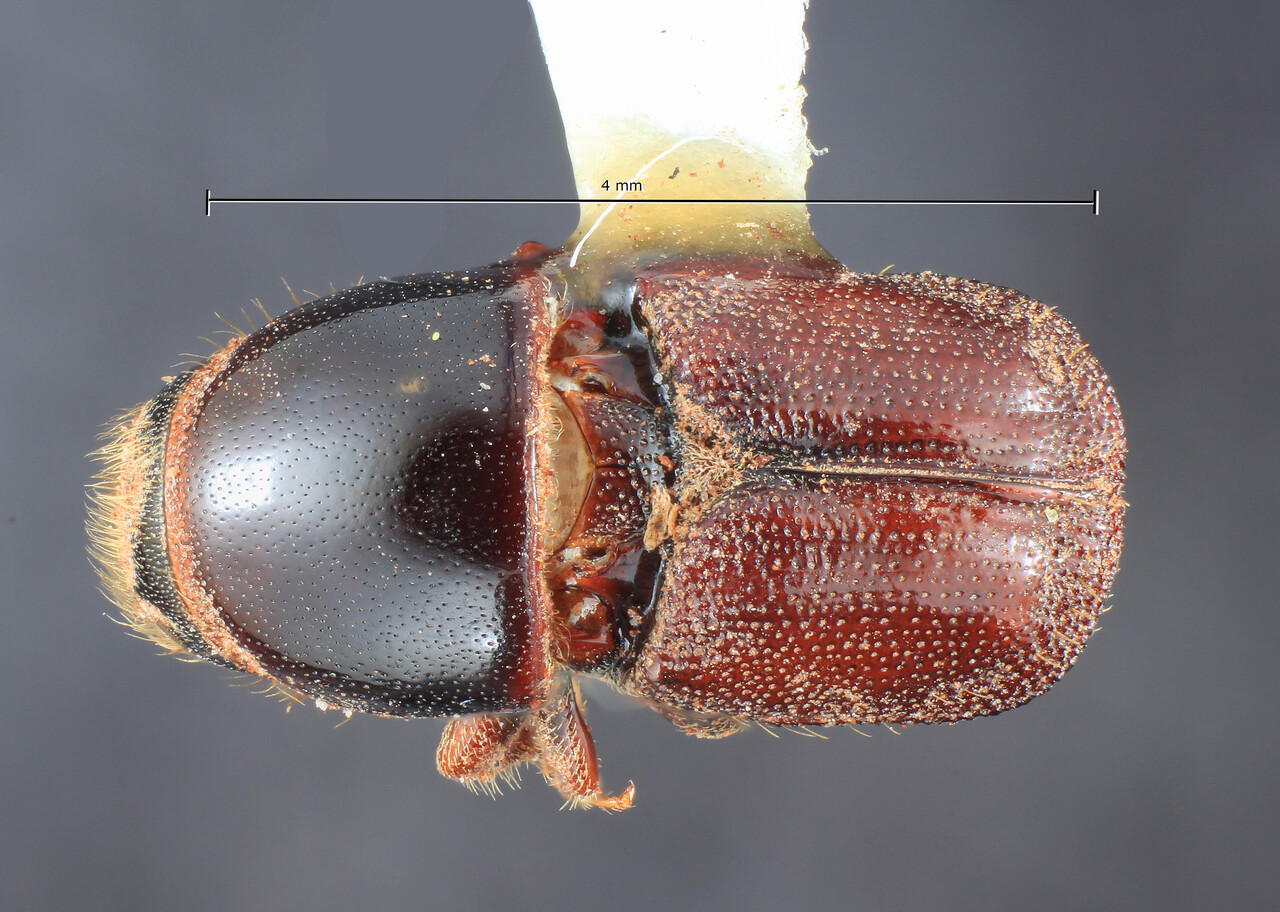Genus / Species: Scolytus dentatus | Image Author: TH Atkinson | Location: United States, California, Cone Peak | Image Type: paratype | Collection: Entomology