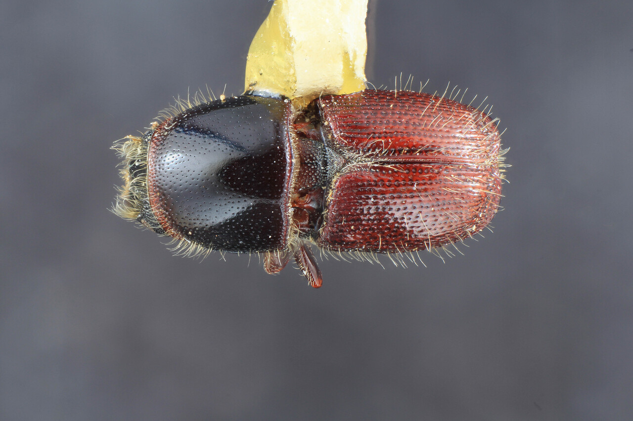 Genus / Species: Scolytus muticus | Image Author: TH Atkinson | Location: United States, Kansas, Lawrence | Collection: Entomology