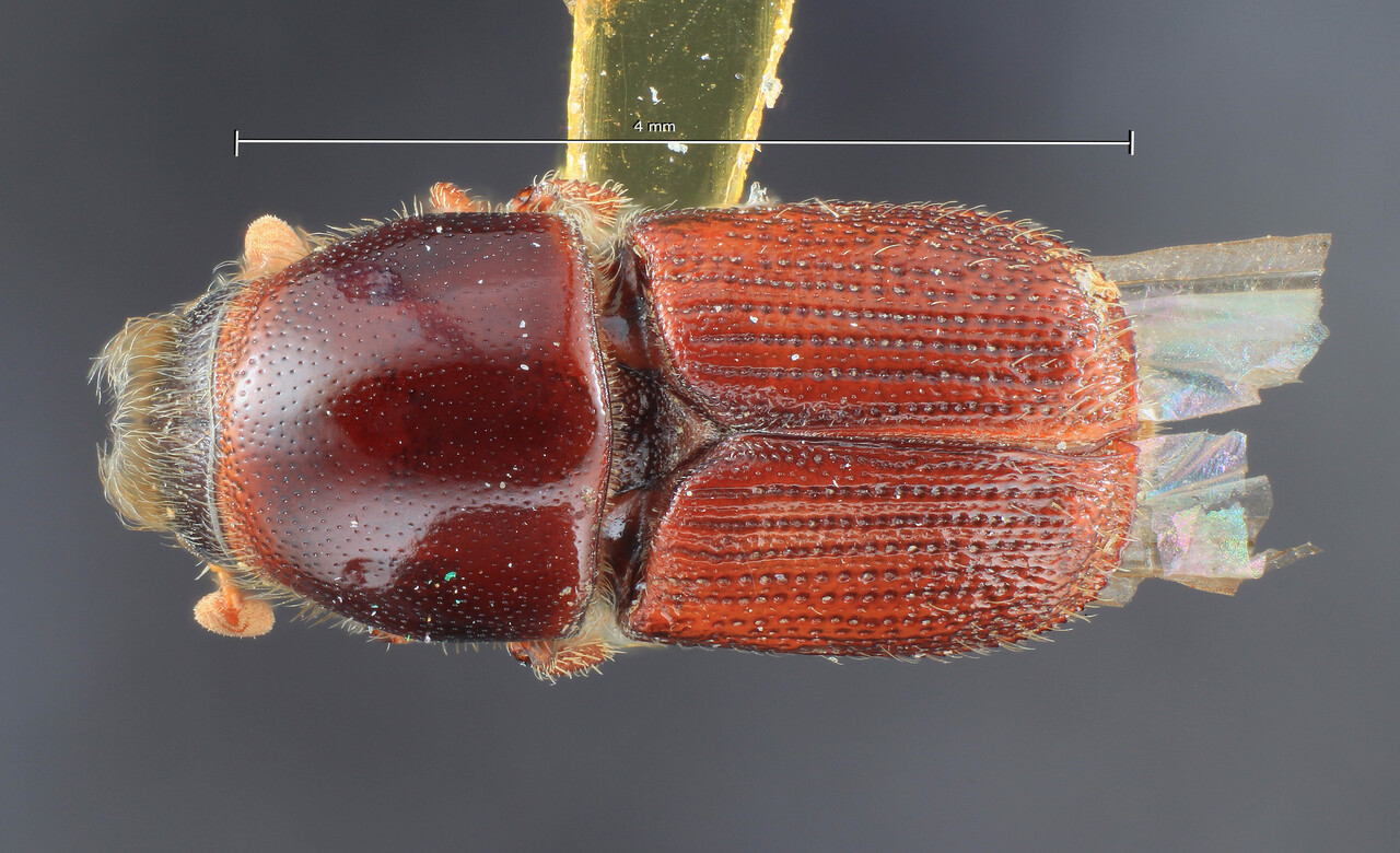 Genus / Species: Scolytus quadrispinosus | Image Author: TH Atkinson | Location: United States, New York, Syracuse | Collection: Entomology