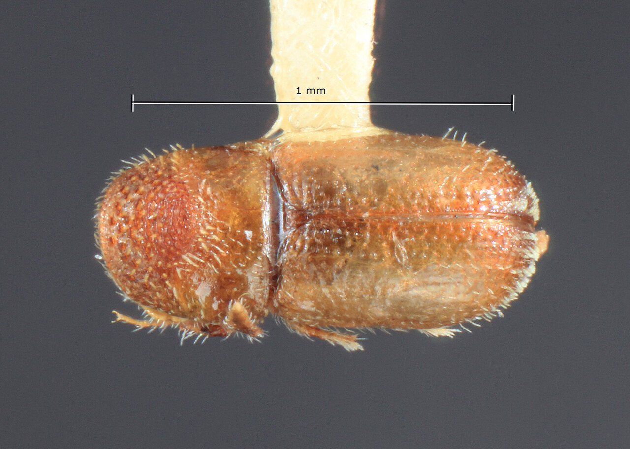 Genus / Species: Pseudothysanoes securigerus | Image Author: TH Atkinson | Location: Haiti, unknown, Haiti (country / region) | Image Type: holotype | Collection: Entomology