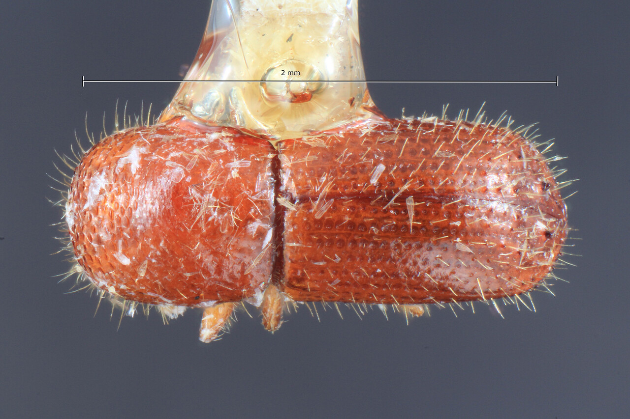 Genus / Species: Euwallacea similis | Image Author: TH Atkinson | Location: Caroline Islands, Yap Islands, Yaptown | Collection: Entomology