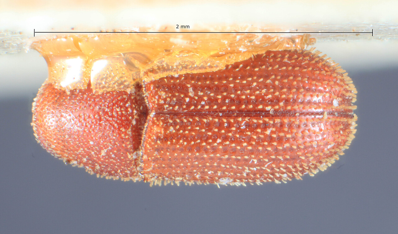 Genus / Species: Chortastus minimus | Image Author: TH Atkinson | Location: Cameroon, Cameroon (country / region) | Image Type: lectotype | Collection: Entomology