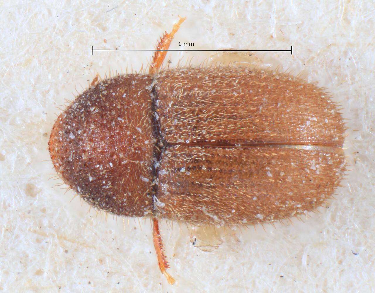 Genus / Species: Cryphalus walkeri | Image Author: TH Atkinson | Location: Indonesia, Java, Java | Image Type: lectotype | Collection: Entomology