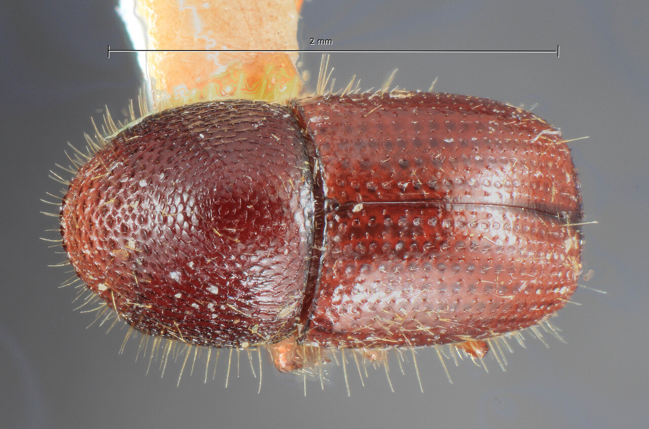 Genus / Species: Coccotrypes impressus | Image Author: TH Atkinson | Location: Singapore, Singapore | Image Type: holotype | Collection: Entomology