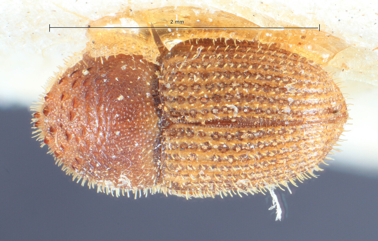 Genus / Species: Ctonoxylon spinifer | Image Author: TH Atkinson | Location: Cameroon, Cameroon (country / region) | Image Type: lectotype | Collection: Entomology