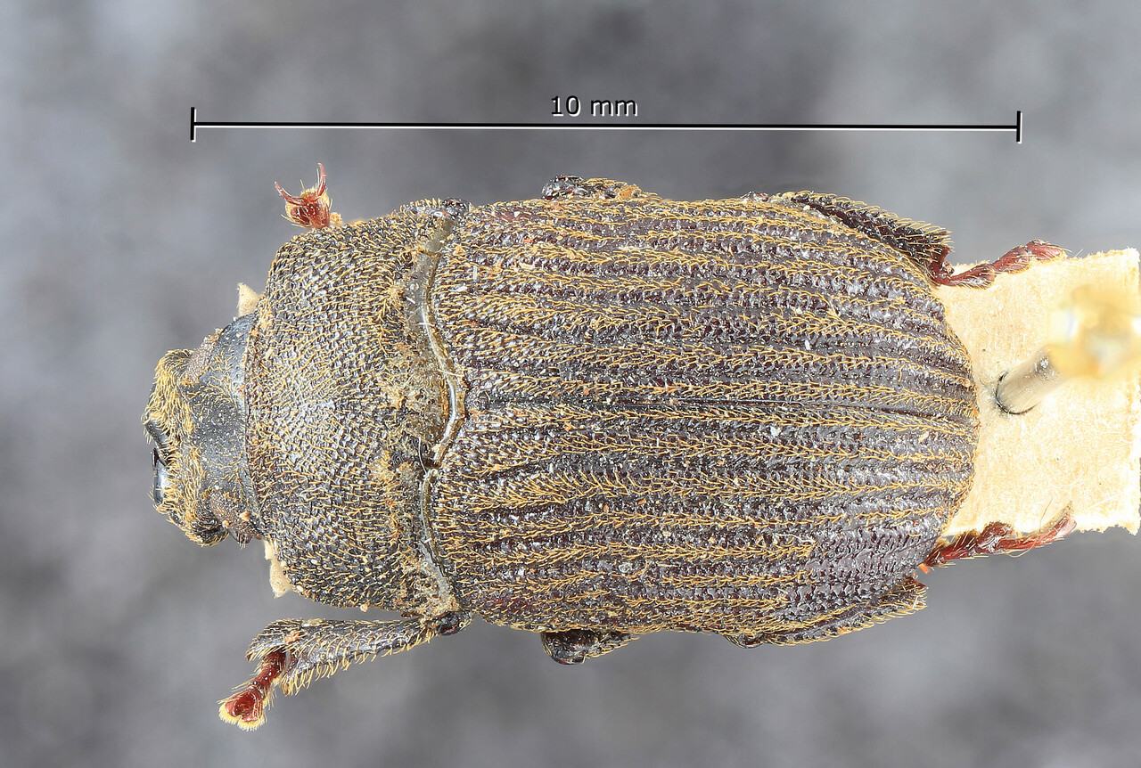 Genus / Species: Dactylipalpus africanus | Image Author: TH Atkinson | Location: Tanzania, Ukami | Image Type: lectotype | Collection: Entomology