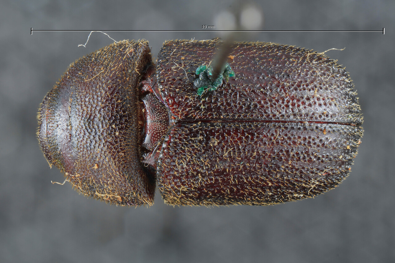 Genus / Species: Dactylipalpus imitans | Image Author: TH Atkinson | Location: Cameroon, Ebolowa | Image Type: holotype | Collection: Entomology