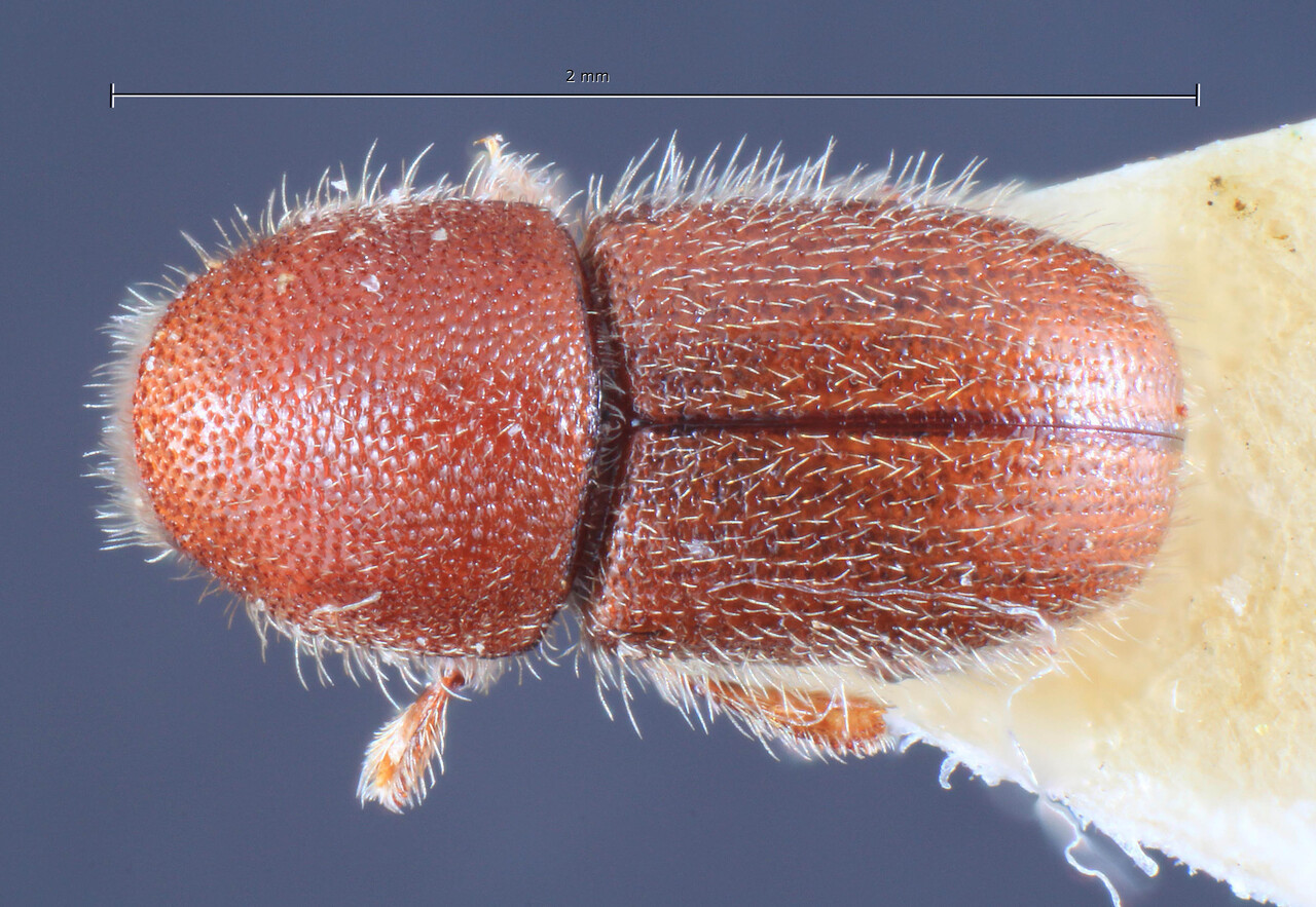 Genus / Species: Dactylotrypes longicollis | Image Author: TH Atkinson | Location: Canary Islands, Gran Canaria | Image Type: lectotype | Collection: Entomology