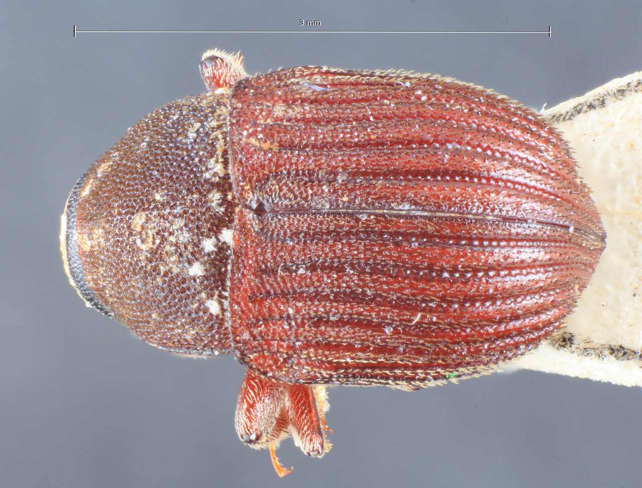 Genus / Species: Diamerus batoensis | Image Author: TH Atkinson | Location: Indonesia, Batoe Islands, Tanah Masa | Image Type: lectotype | Collection: Entomology