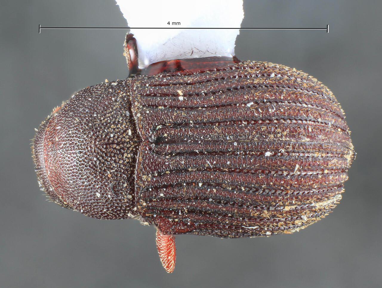 Genus / Species: Diamerus granulatus | Image Author: TH Atkinson | Location: Indonesia, Sumatra, Sumatra | Image Type: holotype | Collection: Entomology