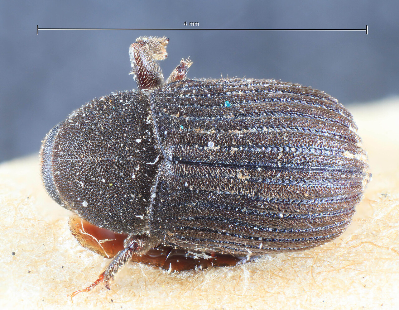 Genus / Species: Diamerus opacus | Image Author: TH Atkinson | Location: Indonesia, Sumatra, Si Rambé | Image Type: lectotype | Collection: Entomology